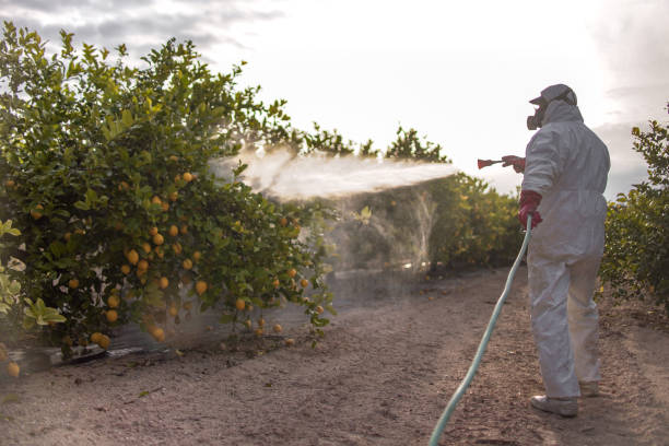 Best Mosquito Control Services  in Brownville, NJ