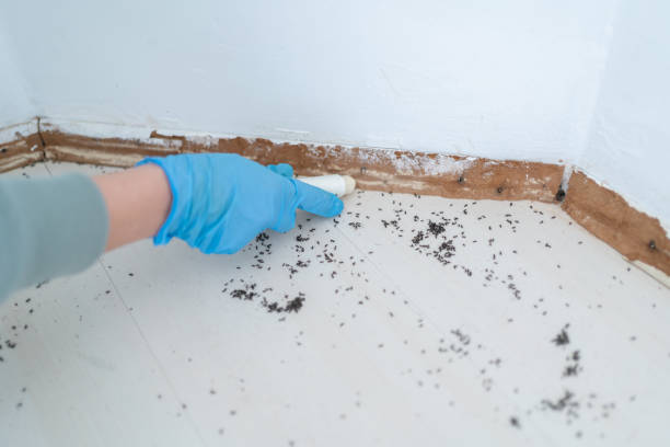 Best Affordable Pest Control Services  in Brownville, NJ